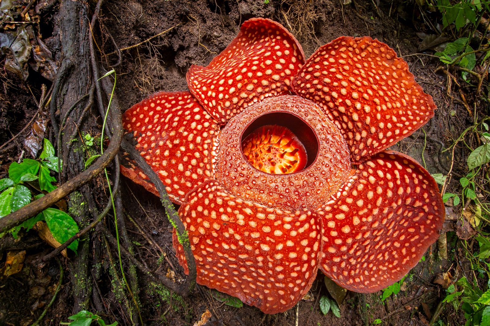 Bunga bangkai