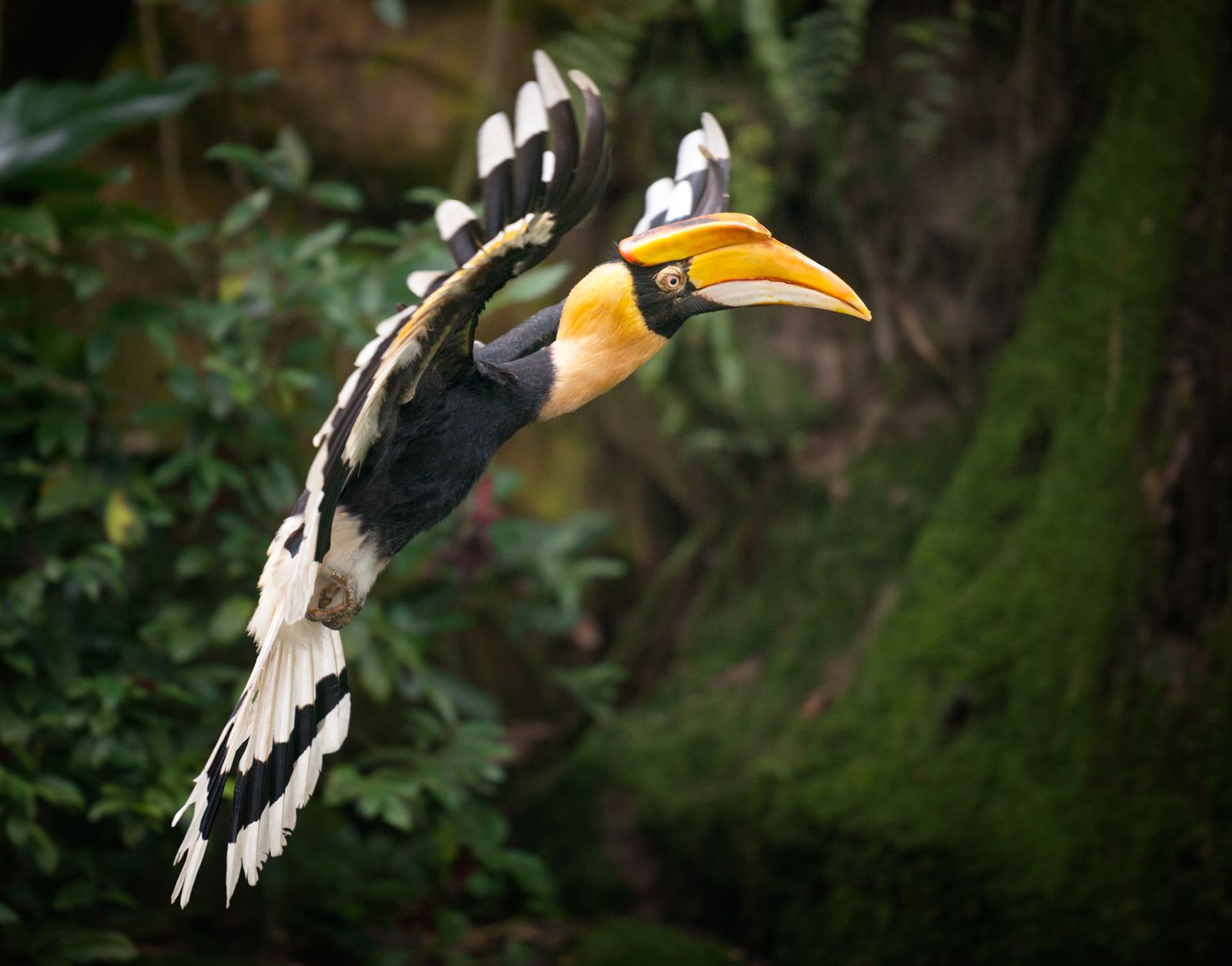 Burung rangkong