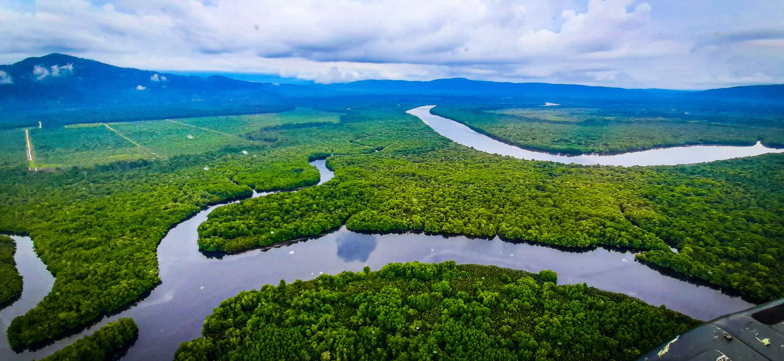 Kanopi hutan hujan